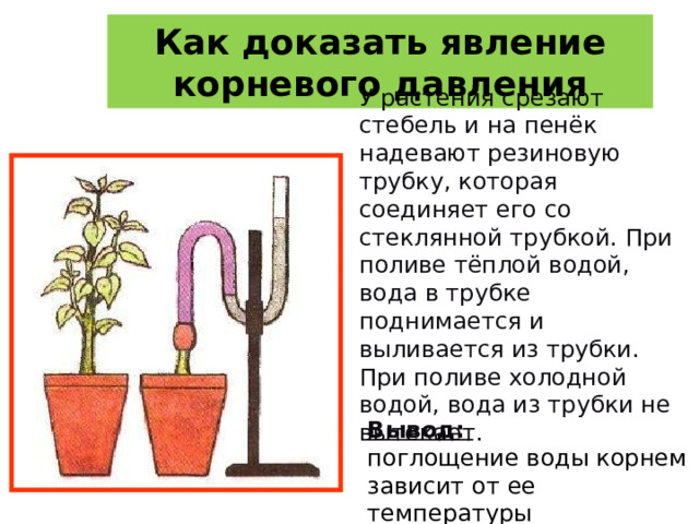 Как доказать явление корневого давления У растения срезают стебель и на пенёк надевают резиновую трубку, которая соединяет его со стеклянной трубкой. При поливе тёплой водой, вода в трубке поднимается и выливается из трубки. При поливе холодной водой, вода из трубки не вытекает. Вывод: погл о щение воды корнем зависит от ее  температуры 