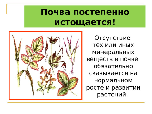 Почва постепенно истощается ! Отсутствие тех или иных минеральных веществ в почве обязательно сказывается на нормальном росте и развитии растений. 