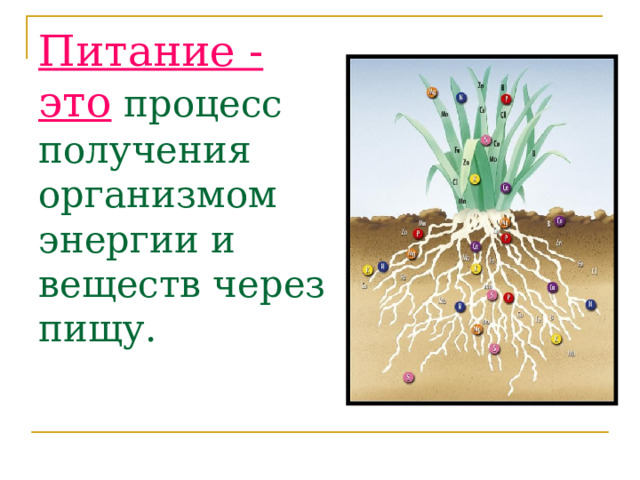 Питание - это процесс получения организмом энергии и веществ через пищу. 