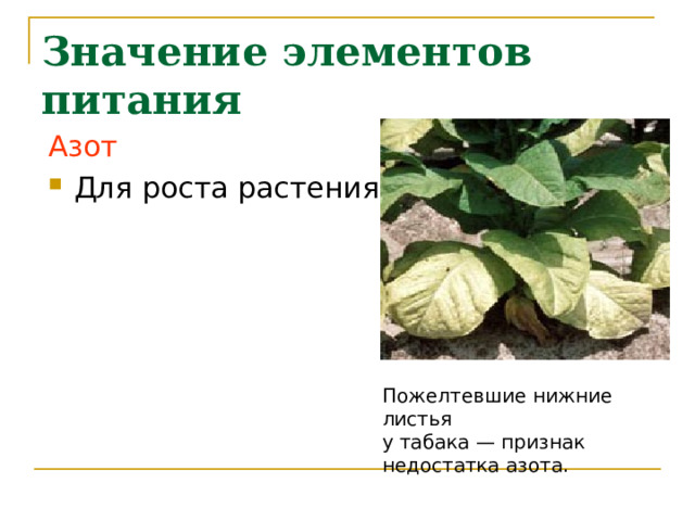 Значение элементов питания Азот Для роста растения Пожелтевшие нижние листья у табака — признак недостатка азота. 