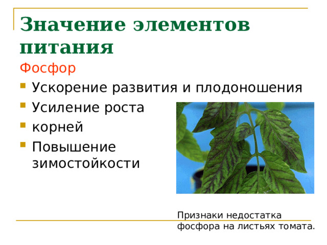 Значение элементов питания Фосфор Ускорение развития и плодоношения Усиление роста корней Повышение  зимостойкости Признаки недостатка фосфора на листьях томата. 