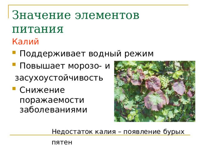 Значение элементов питания Калий Поддерживает водный режим Повышает морозо- и  засухоустойчивость Снижение  поражаемости  заболеваниями  Недостаток калия – появление бурых пятен  на листьях, отмирание листвы 