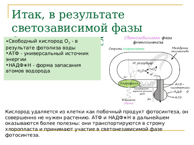 Итак, в результате светозависимой фазы фотосинтеза образуются: Свободный кислород O 2  - в результате фотолиза воды АТФ - универсальный источник энергии НАДФ∗H - форма запасания атомов водорода  Кислород удаляется из клетки как побочный продукт фотосинтеза, он совершенно не нужен растению. АТФ и НАДФ∗H в дальнейшем оказываются более полезны: они транспортируются в строму хлоропласта и принимают участие в светонезависимой фазе фотосинтеза. 
