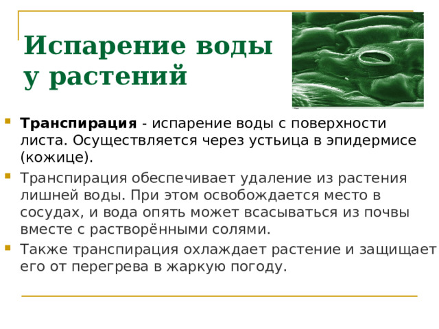 Испарение воды  у растений Транспирация - испарение воды с поверхности листа. Осуществляется через устьица в эпидермисе (кожице). Транспирация обеспечивает удаление из растения лишней воды. При этом освобождается место в сосудах, и вода опять может всасываться из почвы вместе с растворёнными солями.  Также транспирация охлаждает растение и защищает его от перегрева в жаркую погоду.  