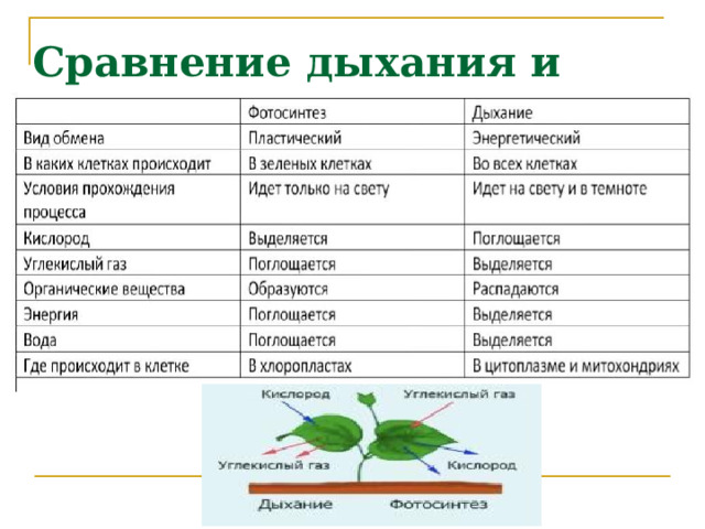 Сравнение дыхания и фотосинтеза 