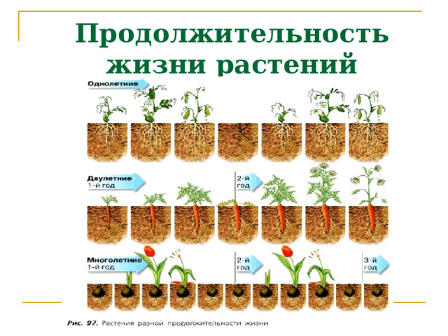 Продолжительность жизни растений 