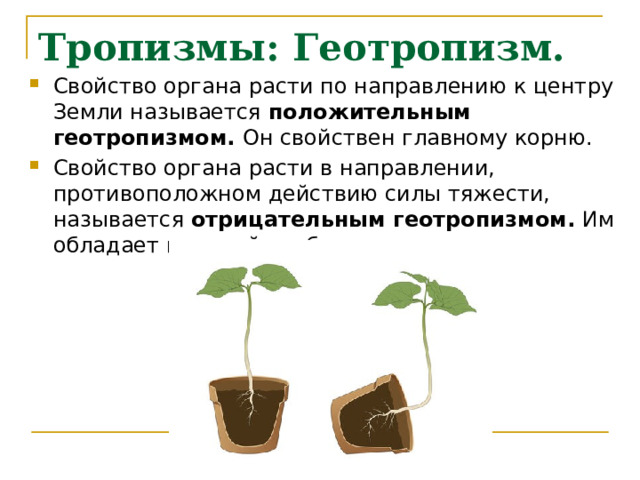 Тропизмы: Геотропизм. Свойство органа расти по направлению к центру Земли называется положительным геотропизмом. Он свойствен главному корню. Свойство органа расти в направлении, противоположном действию силы тяжести, называется отрицательным геотропизмом. Им обладает главный стебель. 