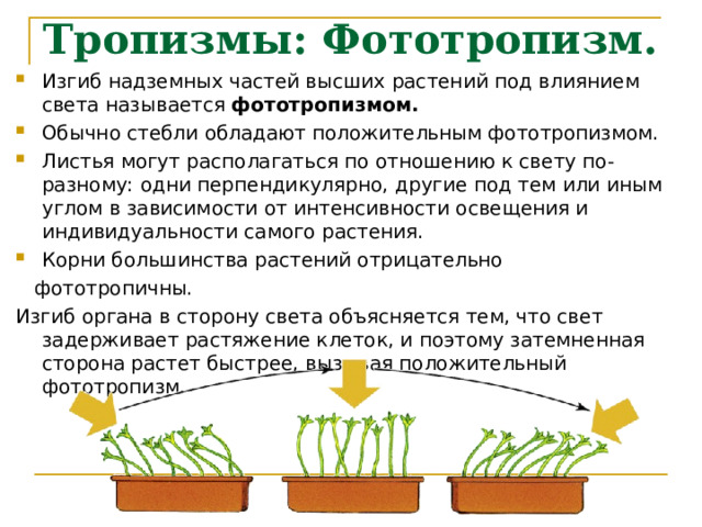 Тропизмы: Фототропизм. Изгиб надземных частей высших растений под влиянием света называется фототропизмом. Обычно стебли обладают положительным фототропизмом. Листья могут располагаться по отношению к свету по-разному: одни перпендикулярно, другие под тем или иным углом в зависимости от интенсивности освещения и индивидуальности самого растения. Корни большинства растений отрицательно  фототропичны. Изгиб органа в сторону света объясняется тем, что свет задерживает растяжение клеток, и поэтому затемненная сторона растет быстрее, вызывая положительный фототропизм. 