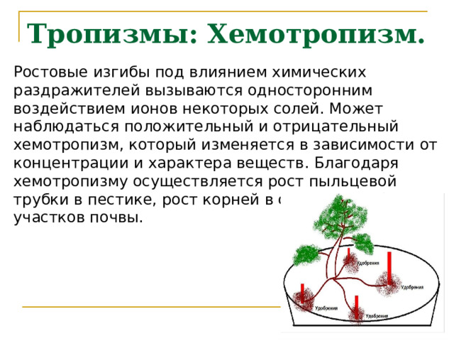 Тропизмы: Хемотропизм. Ростовые изгибы под влиянием химических раздражителей вызываются односторонним воздействием ионов некоторых солей. Может наблюдаться положительный и отрицательный хемотропизм, который изменяется в зависимости от концентрации и характера веществ. Благодаря хемотропизму осуществляется рост пыльцевой трубки в пестике, рост корней в сторону удобренных участков почвы. 