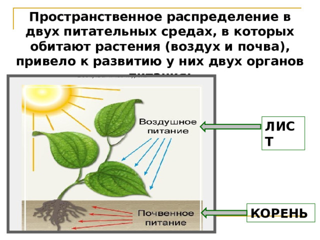 Пространственное распределение в двух питательных средах, в которых обитают растения (воздух и почва), привело к развитию у них двух органов питания: ЛИСТ КОРЕНЬ 