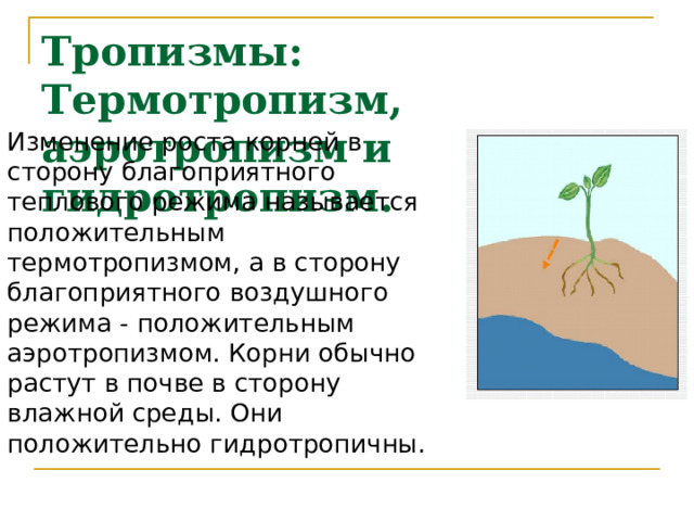 Тропизмы: Термотропизм, аэротропизм и гидротропизм. Изменение роста корней в сторону благоприятного теплового режима называется положительным термотропизмом, а в сторону благоприятного воздушного режима - положительным аэротропизмом. Корни обычно растут в почве в сторону влажной среды. Они положительно гидротропичны. 