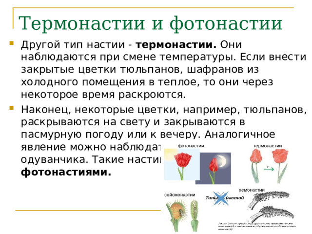 Термонастии и фотонастии Другой тип настии - термонастии. Они наблюдаются при смене температуры. Если внести закрытые цветки тюльпанов, шафранов из холодного помещения в теплое, то они через некоторое время раскроются. Наконец, некоторые цветки, например, тюльпанов, раскрываются на свету и закрываются в пасмурную погоду или к вечеру. Аналогичное явление можно наблюдать на корзинках одуванчика. Такие настии называются фотонастиями. 