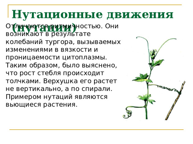 Нутационные движения (нутации) Отличаются ритмичностью. Они возникают в результате колебаний тургора, вызываемых изменениями в вязкости и проницаемости цитоплазмы. Таким образом, было выяснено, что рост стебля происходит толчками. Верхушка его растет не вертикально, а по спирали. Примером нутаций являются вьющиеся растения. 