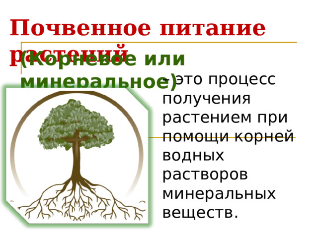 Почвенное питание растений (Корневое или минеральное) – это процесс получения растением при помощи корней водных растворов минеральных веществ. 