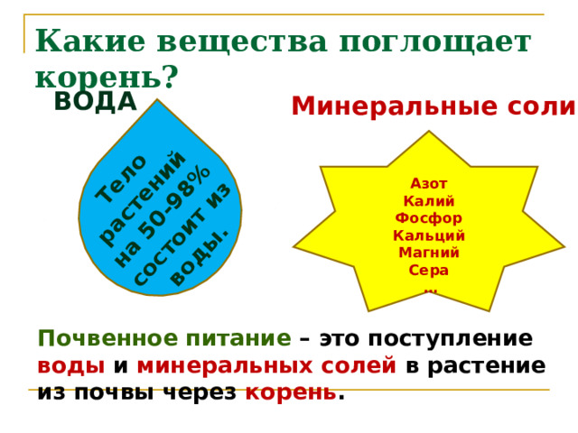 Тело растений на 50-98% состоит из воды. Какие вещества поглощает корень? ВОДА Минеральные соли  Азот Калий Фосфор Кальций Магний Сера … Почвенное питание – это поступление воды и минеральных солей в растение из почвы через корень . 