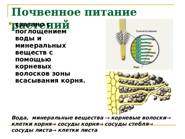 Почвенное питание растений связано с поглощением воды и минеральных веществ с помощью корневых волосков зоны всасывания корня. Вода, минеральные вещества  корневые волоски  клетки корня  сосуды корня  сосуды стебля  сосуды листа  клетки листа  