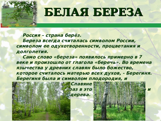 БЕЛАЯ БЕРЕЗА Россия – страна берёз. Береза всегда считалась символом России, символом ее одухотворенности, процветания и долголетия. Само слово «береза» появилось примерно в 7 веке и произошло от глагола «беречь». Во времена язычества у древних славян было божество, которое считалось матерью всех духов, - Берегиня. Берегиня была и символом плодородия, и защитницей людей. Славяне представляли ее в образе березы, как раз в это время, скорее всего и появилось название дерева.  