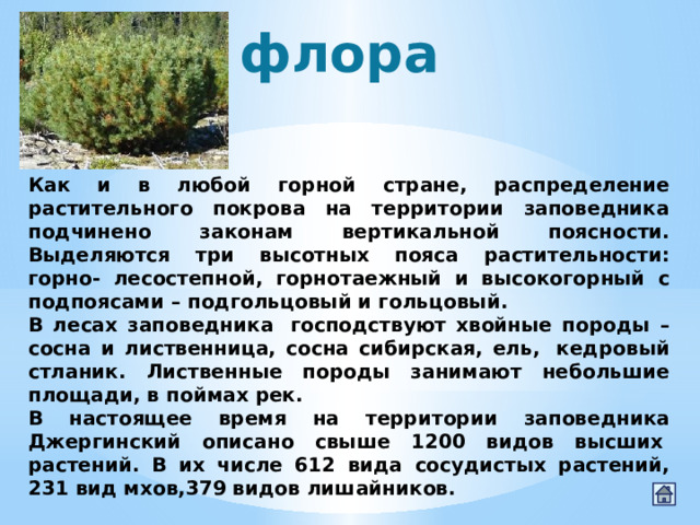 флора Как и в любой горной стране, распределение растительного покрова на территории заповедника подчинено законам вертикальной поясности. Выделяются три высотных пояса растительности: горно- лесостепной, горнотаежный и высокогорный с подпоясами – подгольцовый и гольцовый. В лесах заповедника  господствуют хвойные породы – сосна и лиственница, сосна сибирская, ель,  кедровый стланик. Лиственные породы занимают небольшие площади, в поймах рек.  В настоящее время на территории заповедника Джергинский описано свыше 1200 видов высших  растений. В их числе 612 вида сосудистых растений, 231 вид мхов,379 видов лишайников.  