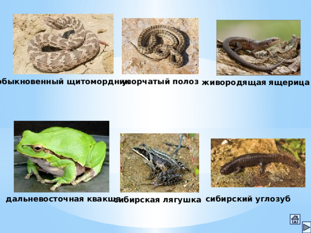 обыкновенный щитомордник узорчатый полоз живородящая ящерица дальневосточная квакша сибирский углозуб сибирская лягушка 