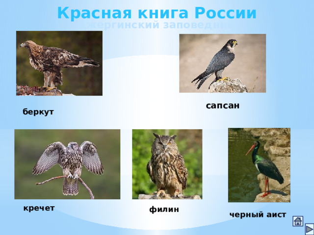 Красная книга России Джергинский заповедник сапсан беркут кречет филин черный аист 