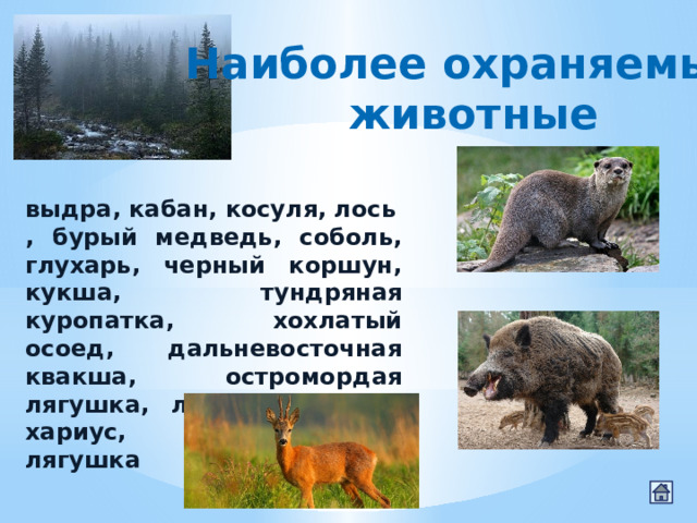 Наиболее охраняемые  животные выдра, кабан, косуля, лось, бурый медведь, соболь, глухарь, черный коршун, кукша, тундряная куропатка, хохлатый осоед, дальневосточная квакша, остромордая лягушка, ленок, таймень, хариус, живородящая лягушка 