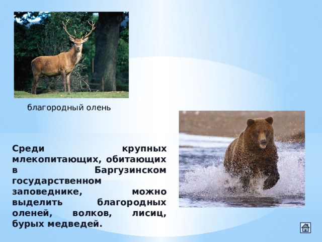 благородный олень Среди крупных млекопитающих, обитающих в Баргузинском государственном заповеднике, можно выделить благородных оленей, волков, лисиц, бурых медведей. 