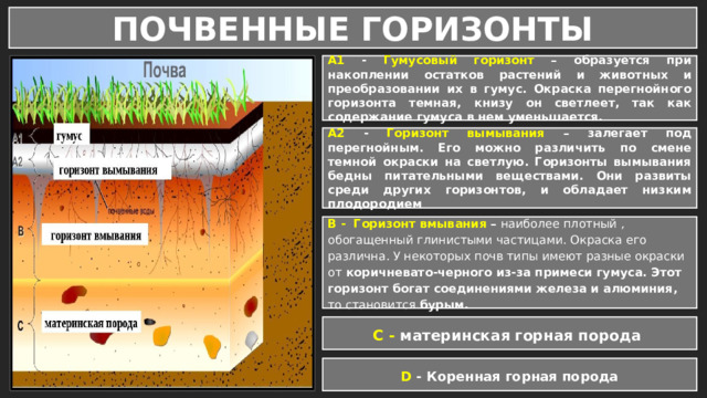 ПОЧВЕННЫЕ ГОРИЗОНТЫ А1 - Гумусовый горизонт – образуется при накоплении остатков растений и животных и преобразовании их в гумус. Окраска перегнойного горизонта темная, книзу он светлеет, так как содержание гумуса в нем уменьшается. А2 - Горизонт вымывания – залегает под перегнойным. Его можно различить по смене темной окраски на светлую. Горизонты вымывания бедны питательными веществами. Они развиты среди других горизонтов, и обладает низким плодородием В - Горизонт вмывания – наиболее плотный , обогащенный глинистыми частицами. Окраска его различна. У некоторых почв типы имеют разные окраски от коричневато-черного из-за примеси гумуса. Этот горизонт богат соединениями железа и алюминия, то становится бурым. С - материнская горная порода D - Коренная горная порода 