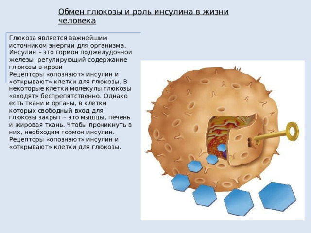 Обмен глюкозы и роль инсулина в жизни человека Глюкоза является важнейшим источником энергии для организма . Инсулин – это гормон поджелудочной железы, регулирующий содержание глюкозы в крови Рецепторы «опознают» инсулин и «открывают» клетки для глюкозы. В некоторые клетки молекулы глюкозы «входят» беспрепятственно. Однако есть ткани и органы, в клетки которых свободный вход для глюкозы закрыт – это мышцы, печень и жировая ткань. Чтобы проникнуть в них, необходим гормон инсулин. Рецепторы «опознают» инсулин и «открывают» клетки для глюкозы. 