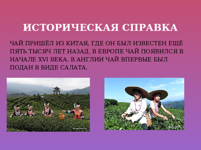 Историческая справка ЧАЙ ПРИШЁЛ ИЗ КИТАЯ, ГДЕ ОН БЫЛ ИЗВЕСТЕН ЕЩЁ ПЯТЬ ТЫСЯЧ ЛЕТ НАЗАД. В ЕВРОПЕ ЧАЙ ПОЯВИЛСЯ В НАЧАЛЕ ХVI ВЕКА. В АНГЛИИ ЧАЙ ВПЕРВЫЕ БЫЛ ПОДАН В ВИДЕ САЛАТА. 