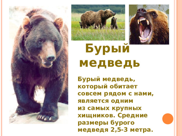 Бурый  медведь Бурый медведь, который обитает совсем рядом с нами, является одним из самых крупных хищников. Средние размеры бурого медведя 2,5-3 метра. 