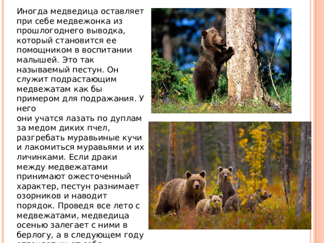 Иногда медведица оставляет при себе медвежонка из прошлогоднего выводка, который становится ее помощником в воспитании малышей. Это так называемый пестун. Он служит подрастающим медвежатам как бы примером для подражания. У него они учатся лазать по дуплам за медом диких пчел, разгребать муравьиные кучи и лакомиться муравьями и их личинками. Если драки между медвежатами принимают ожесточенный характер, пестун разнимает озорников и наводит порядок. Проведя все лето с медвежатами, медведица осенью залегает с ними в берлогу, а в следующем году отгоняет их от себя, приступая к новому размножению, которое происходит только раз в два года. 