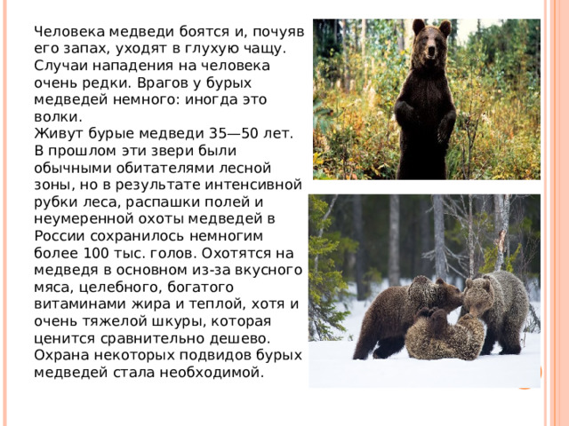 Человека медведи боятся и, почуяв его запах, уходят в глухую чащу. Случаи нападения на человека очень редки. Врагов у бурых медведей немного: иногда это волки. Живут бурые медведи 35—50 лет. В прошлом эти звери были обычными обитателями лесной зоны, но в результате интенсивной рубки леса, распашки полей и неумеренной охоты медведей в России сохранилось немногим более 100 тыс. голов. Охотятся на медведя в основном из-за вкусного мяса, целебного, богатого витаминами жира и теплой, хотя и очень тяжелой шкуры, которая ценится сравнительно дешево. Охрана некоторых подвидов бурых медведей стала необходимой. 