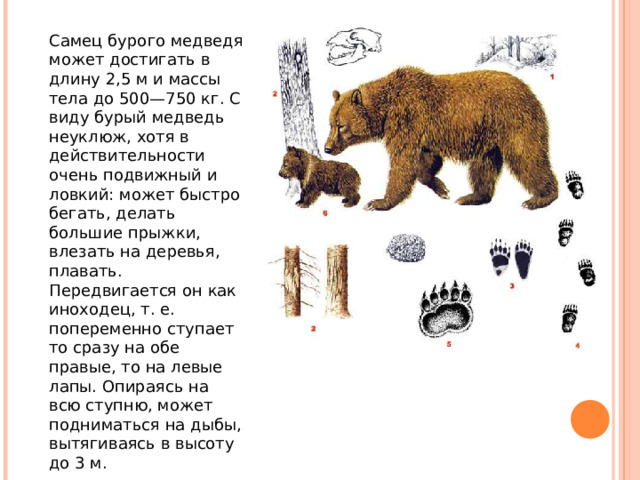 Самец бурого медведя может достигать в длину 2,5 м и массы тела до 500—750 кг. С виду бурый медведь неуклюж, хотя в действительности очень подвижный и ловкий: может быстро бегать, делать большие прыжки, влезать на деревья, плавать. Передвигается он как иноходец, т. е. попеременно ступает то сразу на обе правые, то на левые лапы. Опираясь на всю ступню, может подниматься на дыбы, вытягиваясь в высоту до 3 м.  