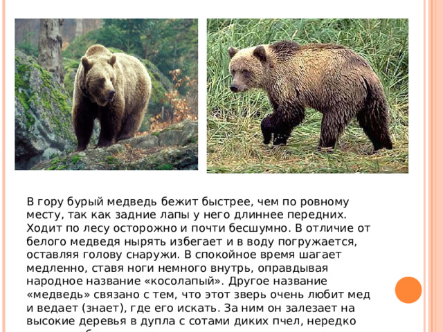 В гору бурый медведь бежит быстрее, чем по ровному месту, так как задние лапы у него длиннее передних. Ходит по лесу осторожно и почти бесшумно. В отличие от белого медведя нырять избегает и в воду погружается, оставляя голову снаружи. В спокойное время шагает медленно, ставя ноги немного внутрь, оправдывая народное название «косолапый». Другое название «медведь» связано с тем, что этот зверь очень любит мед и ведает (знает), где его искать. За ним он залезает на высокие деревья в дупла с сотами диких пчел, нередко делает набеги на пасеки. 