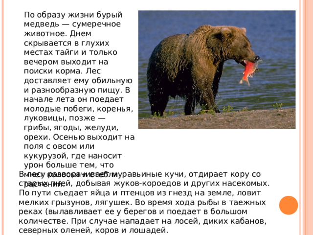 По образу жизни бурый медведь — сумеречное животное. Днем скрывается в глухих местах тайги и только вечером выходит на поиски корма. Лес доставляет ему обильную и разнообразную пищу. В начале лета он поедает молодые побеги, коренья, луковицы, позже — грибы, ягоды, желуди, орехи. Осенью выходит на поля с овсом или кукурузой, где наносит урон больше тем, что мнет колосья и стебли растений. В лесу разворачивает муравьиные кучи, отдирает кору со старых пней, добывая жуков-короедов и других насекомых. По пути съедает яйца и птенцов из гнезд на земле, ловит мелких грызунов, лягушек. Во время хода рыбы в таежных реках (вылавливает ее у берегов и поедает в большом количестве. При случае нападает на лосей, диких кабанов, северных оленей, коров и лошадей. 