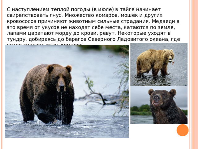 С наступлением теплой погоды (в июле) в тайге начинает свирепствовать гнус. Множество комаров, мошек и других кровососов причиняют животным сильные страдания. Медведи в это время от укусов не находят себе места, катаются по земле, лапами царапают морду до крови, ревут. Некоторые уходят в тундру, добираясь до берегов Северного Ледовитого океана, где ветер спасает их от комаров. 