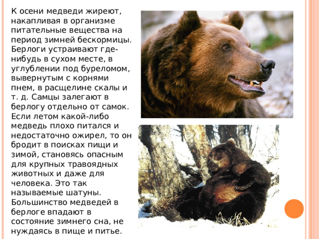 К осени медведи жиреют, накапливая в организме питательные вещества на период зимней бескормицы. Берлоги устраивают где-нибудь в сухом месте, в углублении под буреломом, вывернутым с корнями пнем, в расщелине скалы и т. д. Самцы залегают в берлогу отдельно от самок. Если летом какой-либо медведь плохо питался и недостаточно ожирел, то он бродит в поисках пищи и зимой, становясь опасным для крупных травоядных животных и даже для человека. Это так называемые шатуны. Большинство медведей в берлоге впадают в состояние зимнего сна, не нуждаясь в пище и питье. 