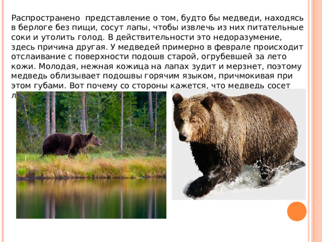 Распространено представление о том, будто бы медведи, находясь в берлоге без пищи, сосут лапы, чтобы извлечь из них питательные соки и утолить голод. В действительности это недоразумение, здесь причина другая. У медведей примерно в феврале происходит отслаивание с поверхности подошв старой, огрубевшей за лето кожи. Молодая, нежная кожица на лапах зудит и мерзнет, поэтому медведь облизывает подошвы горячим языком, причмокивая при этом губами. Вот почему со стороны кажется, что медведь сосет лапу. 