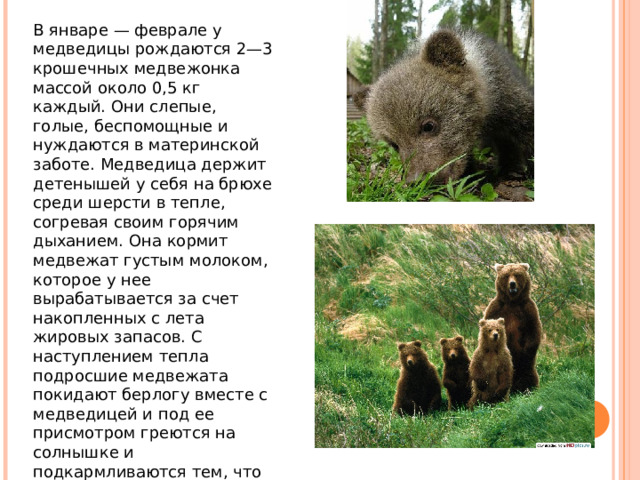 В январе — феврале у медведицы рождаются 2—3 крошечных медвежонка массой около 0,5 кг каждый. Они слепые, голые, беспомощные и нуждаются в материнской заботе. Медведица держит детенышей у себя на брюхе среди шерсти в тепле, согревая своим горячим дыханием. Она кормит медвежат густым молоком, которое у нее вырабатывается за счет накопленных с лета жировых запасов. С наступлением тепла подросшие медвежата покидают берлогу вместе с медведицей и под ее присмотром греются на солнышке и подкармливаются тем, что можно в это время отыскать в лесу (ягоды, клубни, черви, насекомые и т. д.). 