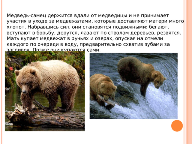 Медведь-самец держится вдали от медведицы и не принимает участия в уходе за медвежатами, которые доставляют матери много хлопот. Набравшись сил, они становятся подвижными: бегают, вступают в борьбу, дерутся, лазают по стволам деревьев, резвятся. Мать купает медвежат в ручьях и озерах, опуская на отмели каждого по очереди в воду, предварительно схватив зубами за загривок. Позже они купаются сами. 