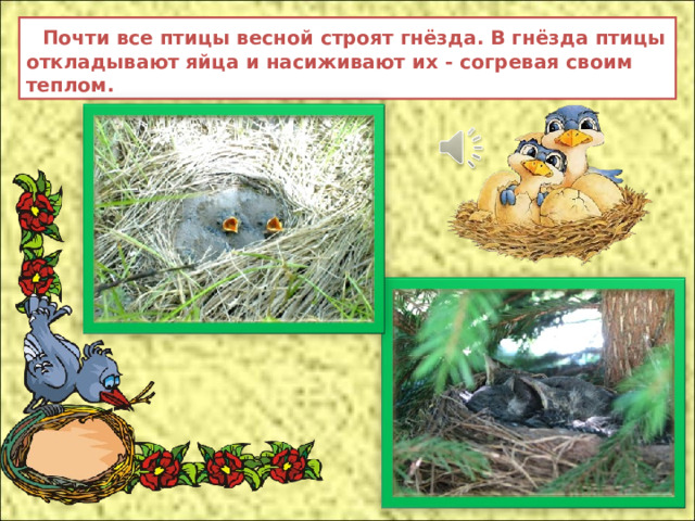  Почти все птицы весной строят гнёзда. В гнёзда птицы откладывают яйца и насиживают их - согревая своим теплом.  