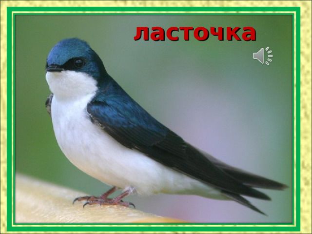 ласточка 