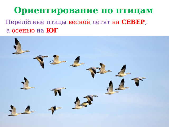 Ориентирование по птицам   Перелётные птицы весной летят на СЕВЕР ,  а осенью на ЮГ  