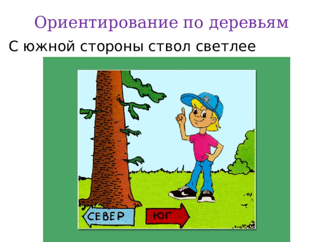 Ориентирование по деревьям С южной стороны ствол светлее 