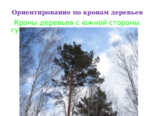 Ориентирование по кронам деревьев   Кроны деревьев с южной стороны гуще 