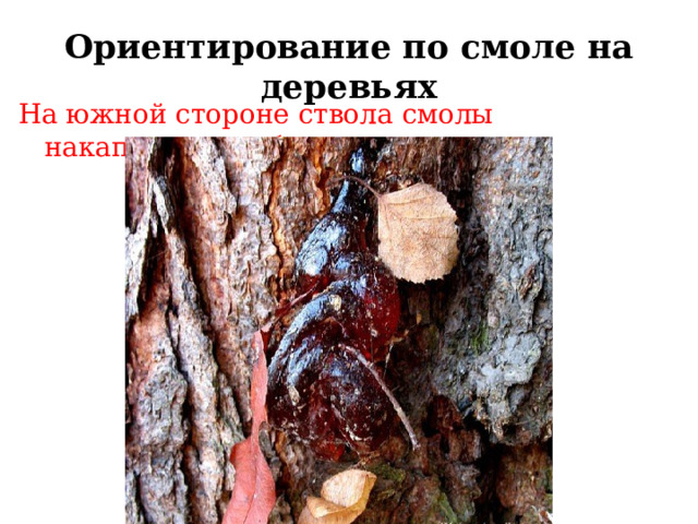 Ориентирование по смоле на деревьях На южной стороне ствола смолы накапливается больше. 