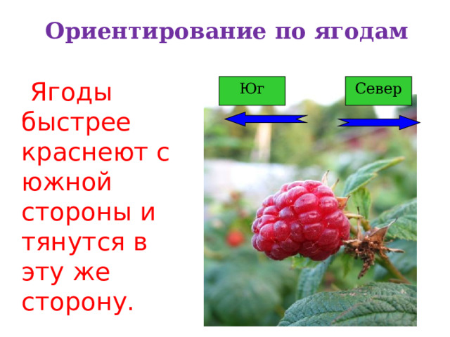 Ориентирование по ягодам  Ягоды быстрее краснеют с южной стороны и тянутся в эту же сторону. Юг Север 