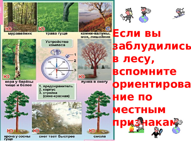 Если вы заблудились в лесу, вспомните ориентирование по местным признакам 