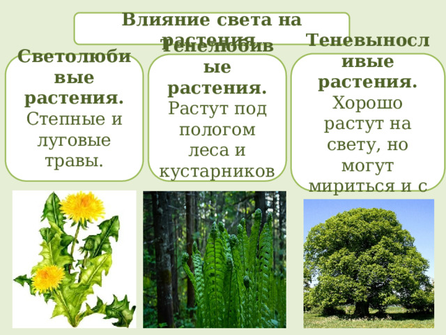 Влияние света на растения. Теневыносливые растения. Хорошо растут на свету, но могут мириться и с затенением. Светолюбивые растения. Тенелюбивые растения. Степные и луговые травы. Растут под пологом леса и кустарников.  