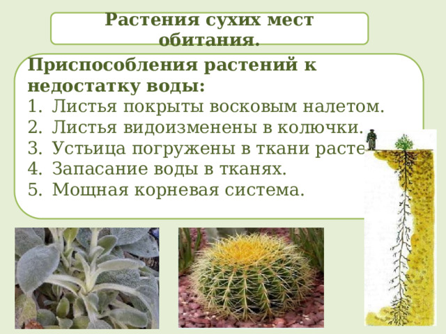 Растения сухих мест обитания. Приспособления растений к недостатку воды: Листья покрыты восковым налетом. Листья видоизменены в колючки. Устьица погружены в ткани растения. Запасание воды в тканях. Мощная корневая система. 